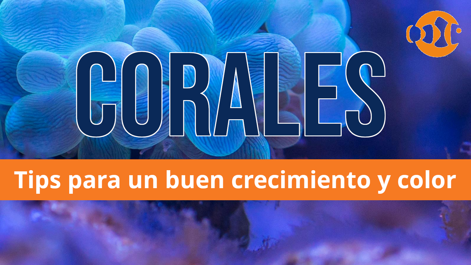 Corales: tips para un buen crecimiento y color