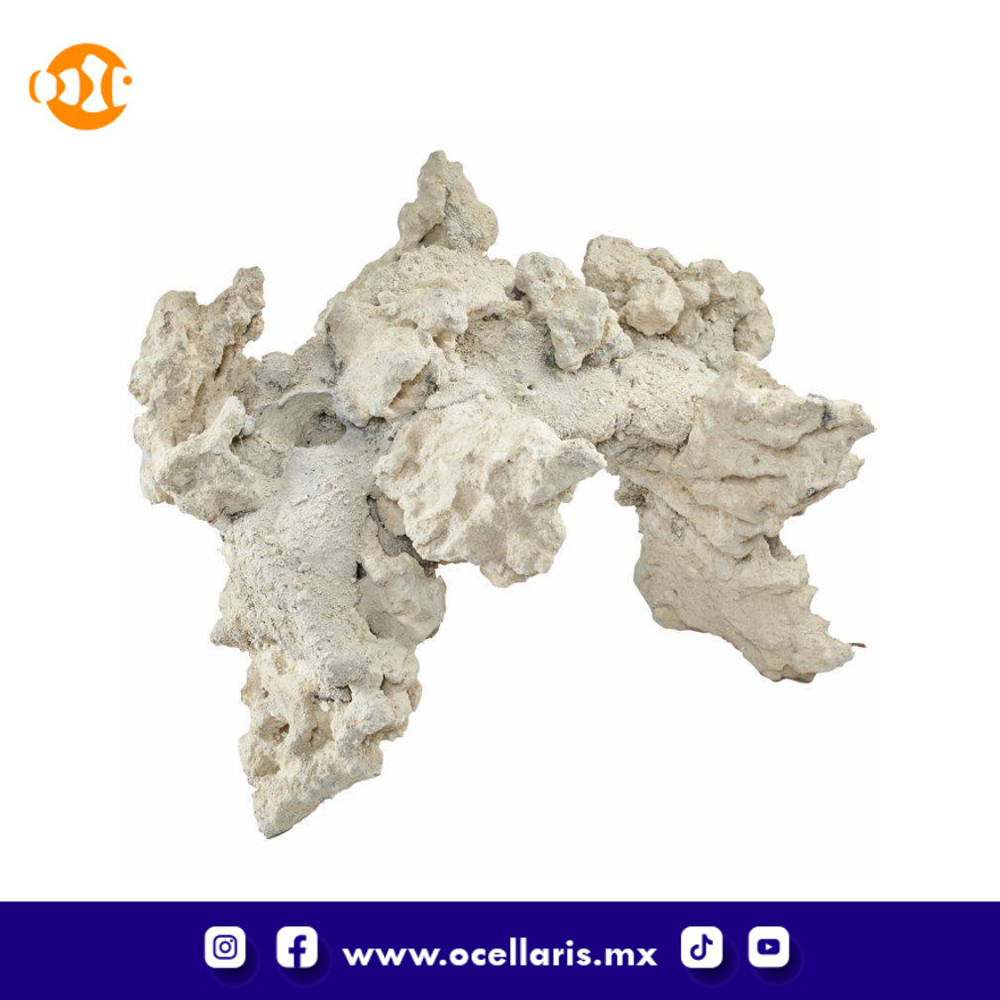 South Seas Arches - 20 Lbs 4 pzas 12 pulg - Image 8