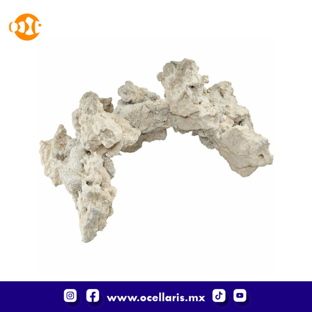 South Seas Arches - 20 Lbs 4 pzas 12 pulg - Image 7