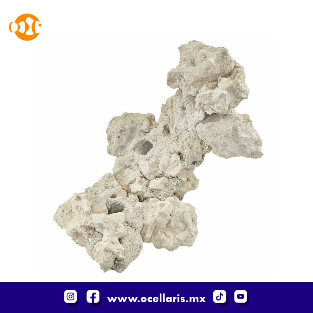 South Seas Arches - 20 Lbs 4 pzas 12 pulg - Image 6