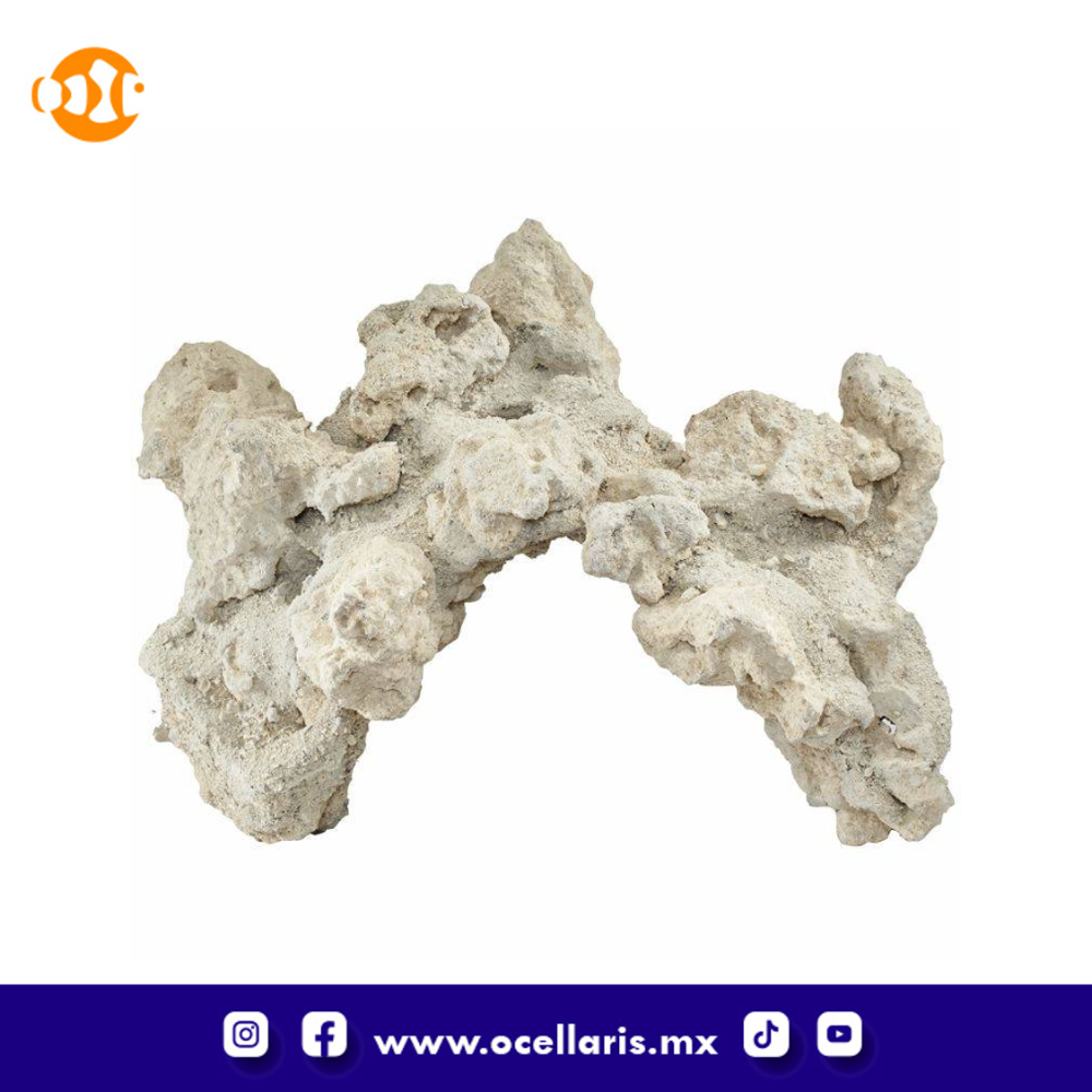 South Seas Arches - 20 Lbs 4 pzas 12 pulg - Image 4