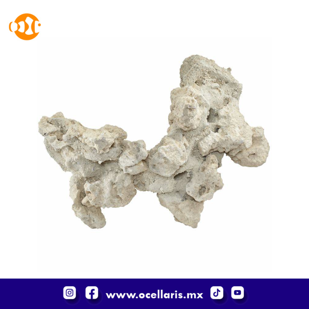 South Seas Arches - 20 Lbs 4 pzas 12 pulg - Image 5