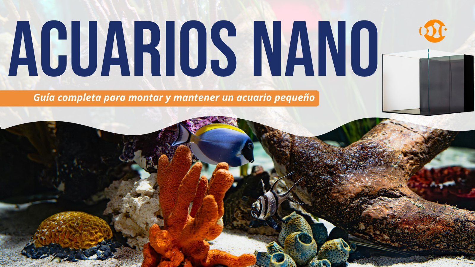Acuario Nano: Guia completa para montar y mantener un acuario pequeño