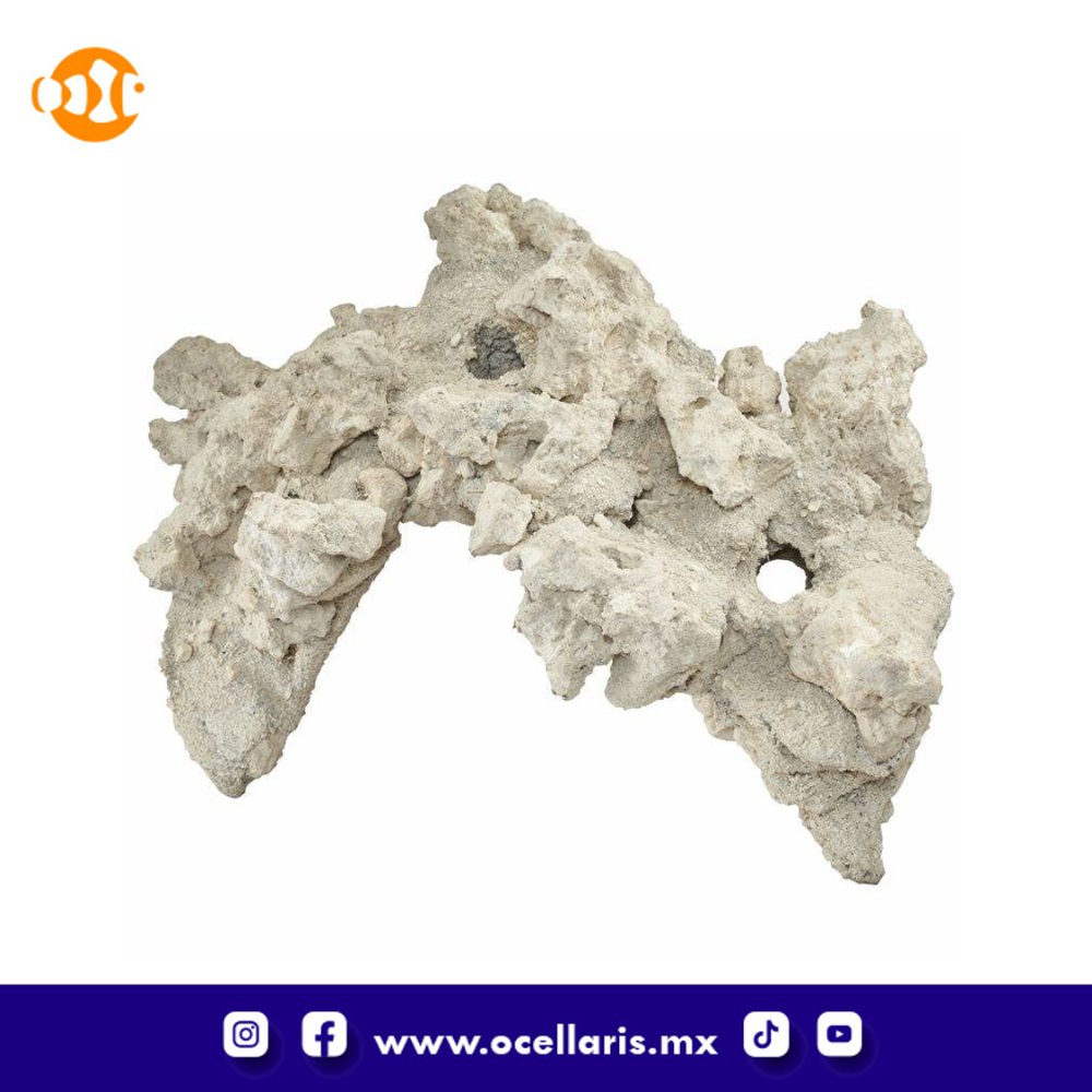 South Seas Arches - 20 Lbs 4 pzas 12 pulg - Image 3