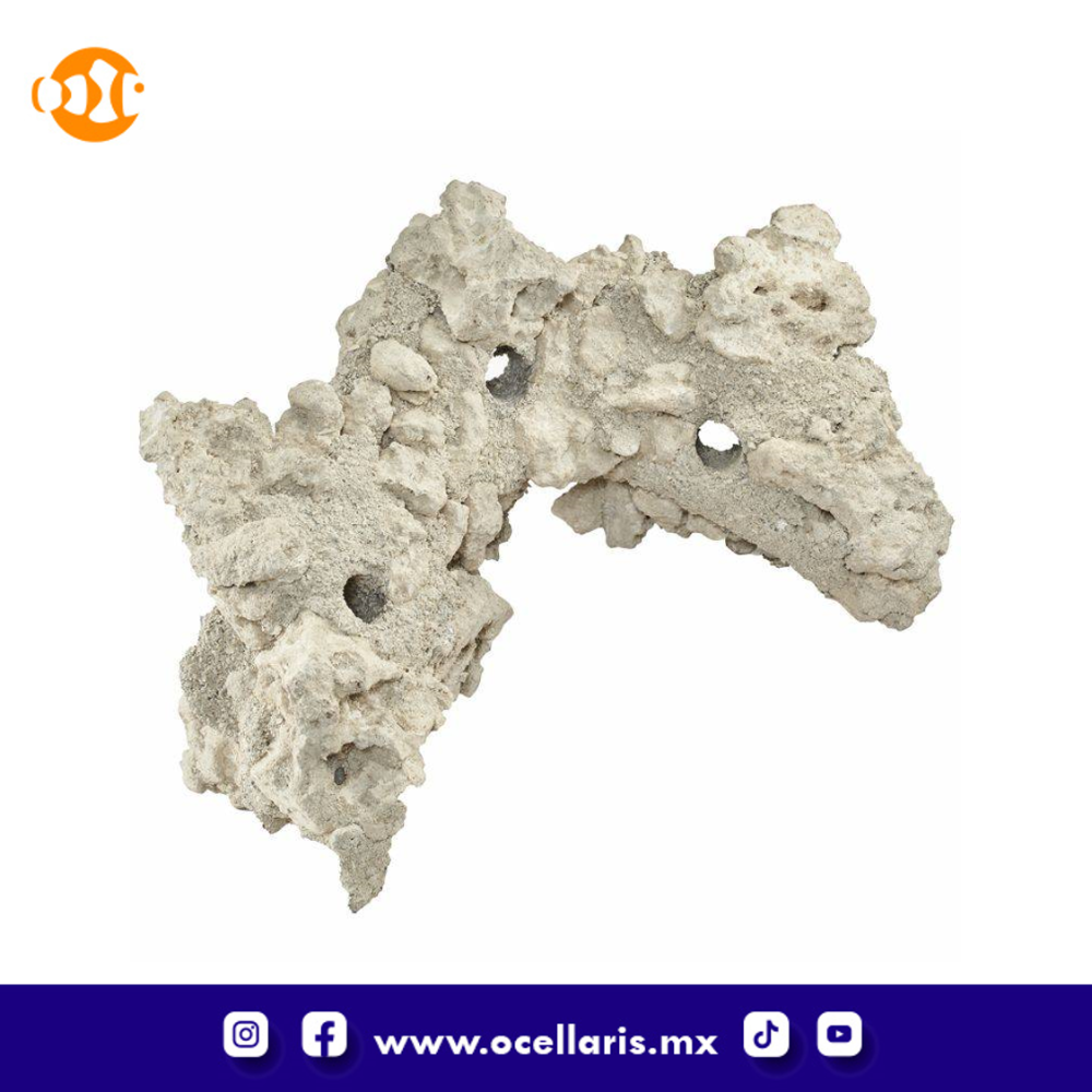 South Seas Arches - 20 Lbs 4 pzas 12 pulg - Image 2